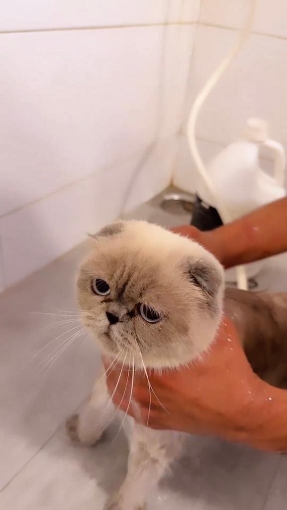Cat Grooming Near Me