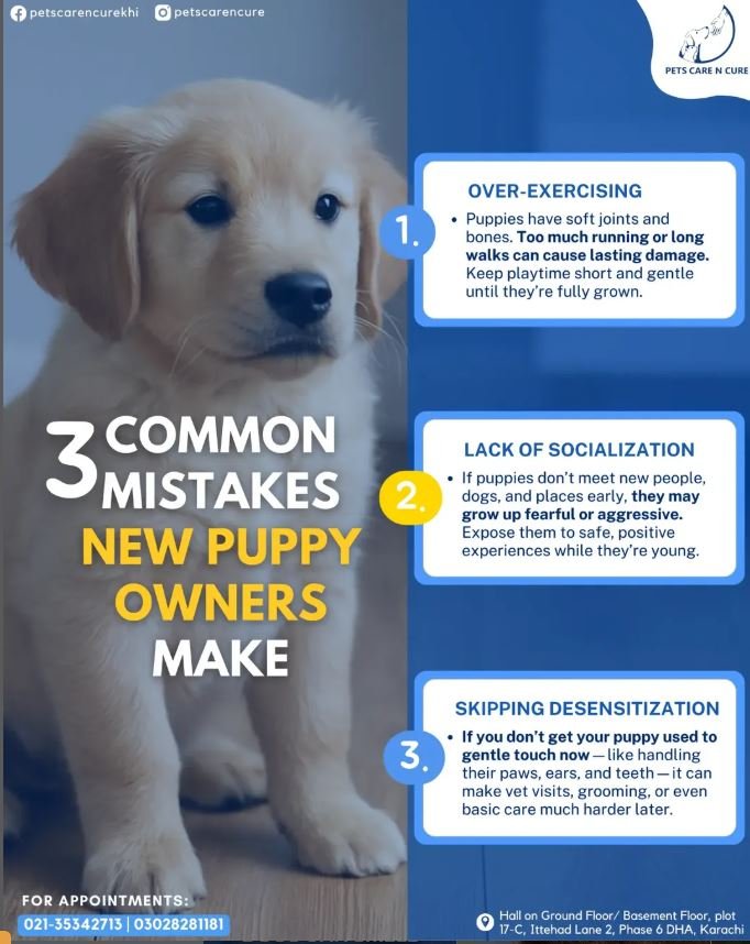 puppy