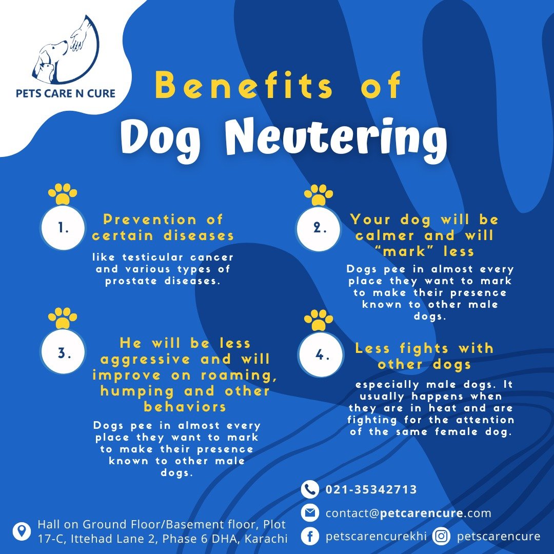 Spay and Neuter Services in Karachi