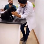 Animal hospital Karachi When your pet needs medical attention, our Animal Hospital in Karachi is here to provide compassionate care and advanced treatments. Your pet's health is our priority. Get an appointmrnt today!