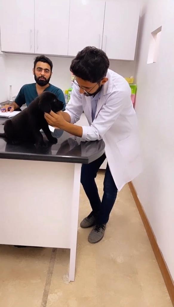 Animal hospital Karachi When your pet needs medical attention, our Animal Hospital in Karachi is here to provide compassionate care and advanced treatments. Your pet's health is our priority. Get an appointmrnt today!