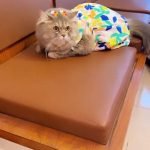 Pamper your feline friend with purrfection! Trust our expert cat grooming services in Karachi for a fabulous feline experience. Give your cat the royal treatment it deserves.