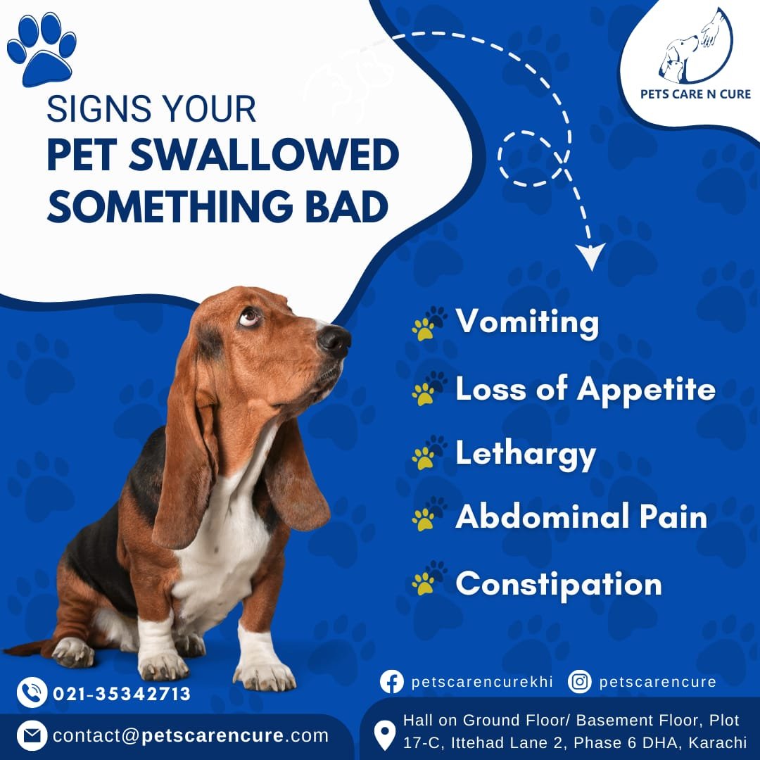 Signs Your Pet Swallowed Something Bad