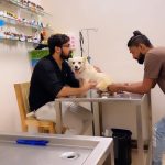 Top pet hospital in Karachi with expert vets, compassionate care, modern facilities, and 24/7 emergency services.