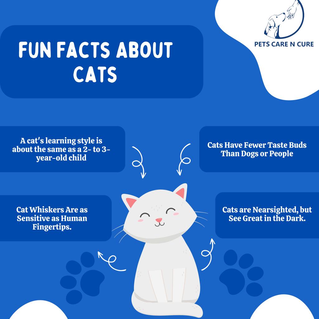 Fun Facts about Cats