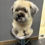 Expert Pet Care